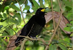 Victoria's Riflebird